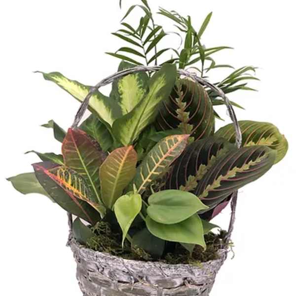 8" Dish Garden in Wicker Basket