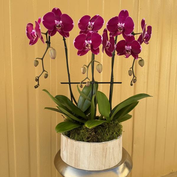 Magenta orchid plant in a round wooden container