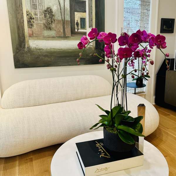 Pink orchids in a black pot on a white table