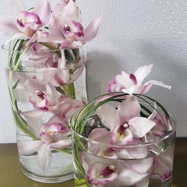 Spirited Orchids