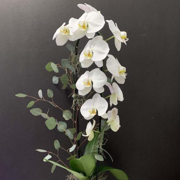 White orchid arrangement in a square ceramic vase with eucalyptus