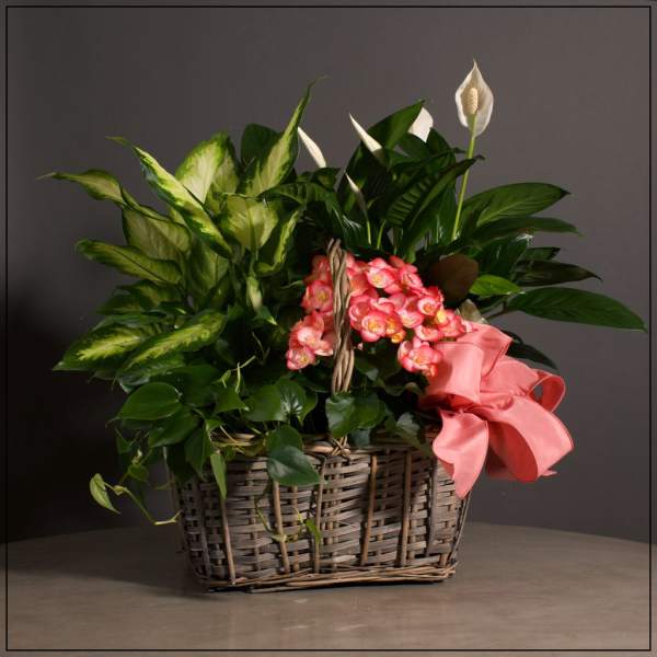Basket arrangement with pink flowers and assorted green plants