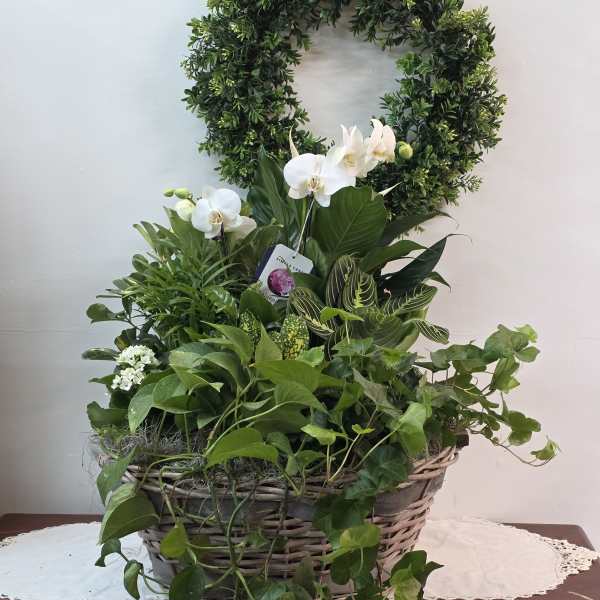 Basket planter with white orchids and trailing green foliage