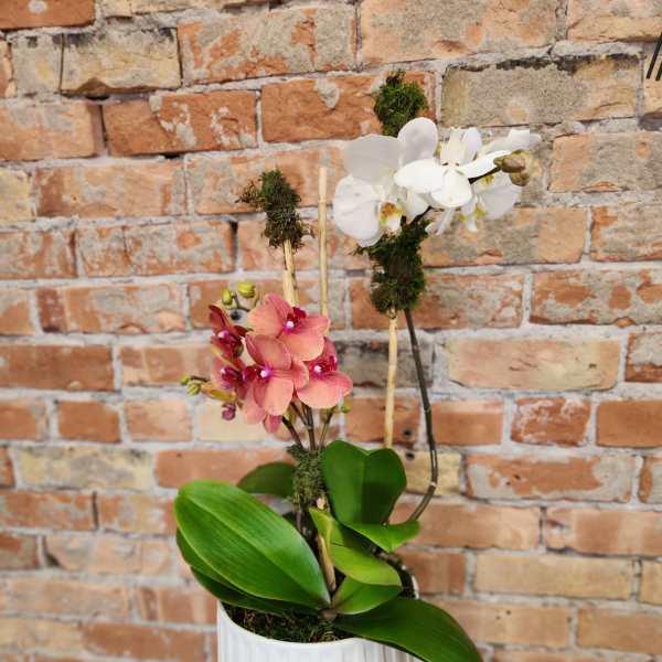 Potted orchid arrangement with white and pink blooms in a white container