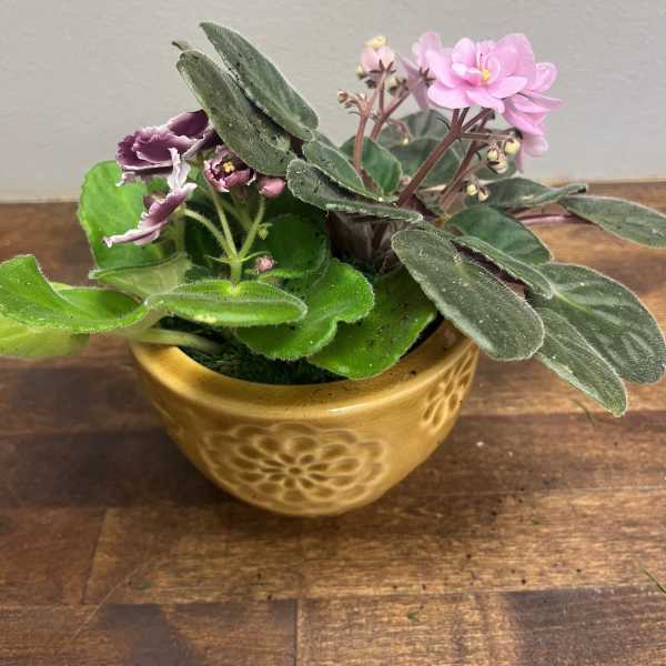 Potted African violet with pink and purple blooms in a yellow ceramic pot
