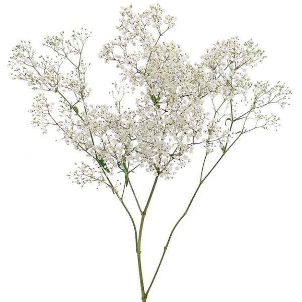 Spray of tiny white baby's breath flowers on long stems