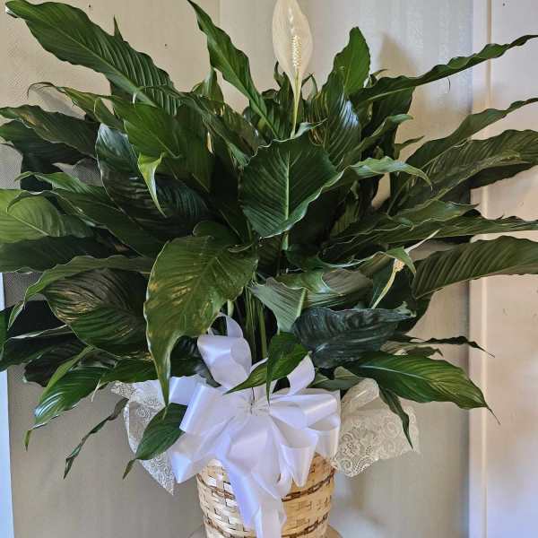 Large peace lily plant in a woven basket with a white bow