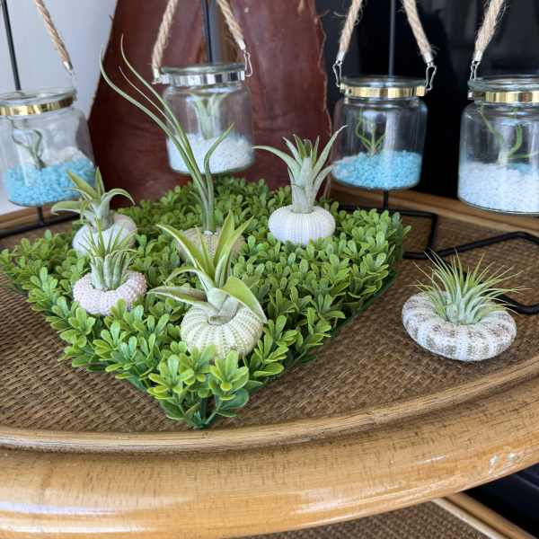 Small air plants in decorative white shells on a green tray with hanging jars.