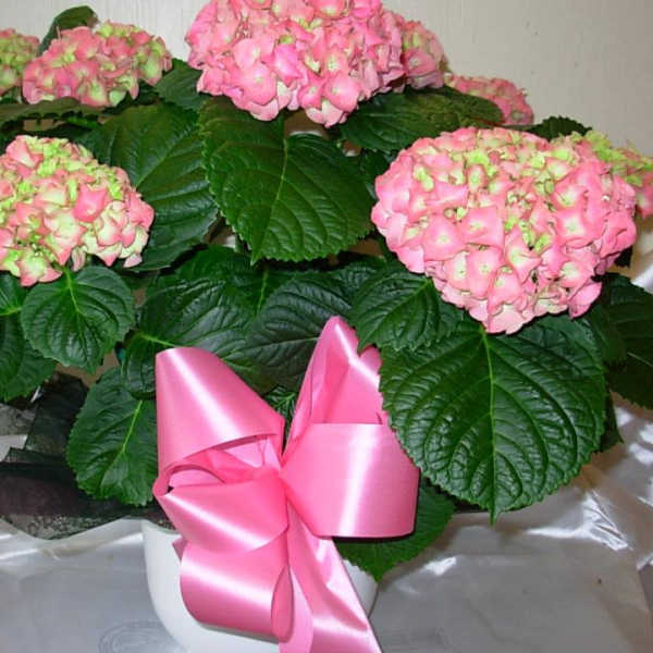Potted pink hydrangea plant with dark leaves in a white container, finished with a large pink satin bow.