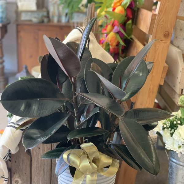 6" Houseplant with Upgraded Container