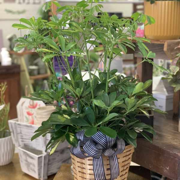 Potted green houseplant in a woven basket with a striped ribbon