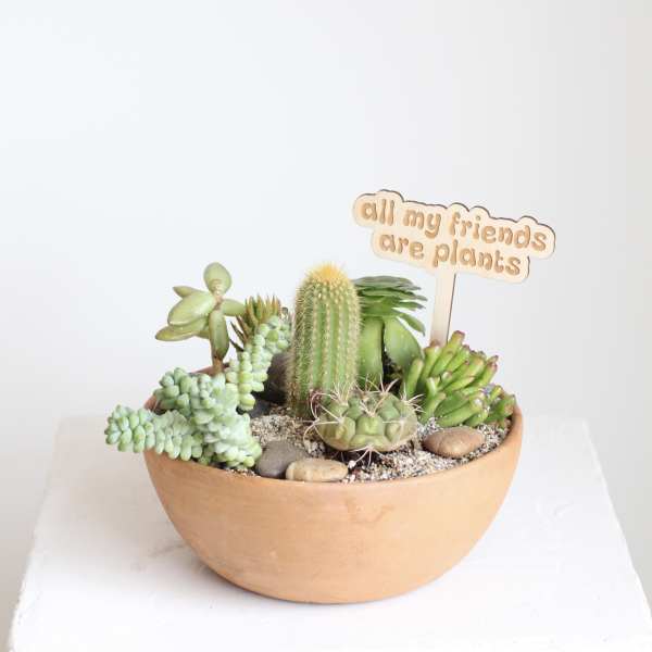 Succulent and cactus arrangement in a terracotta bowl with a plant sign