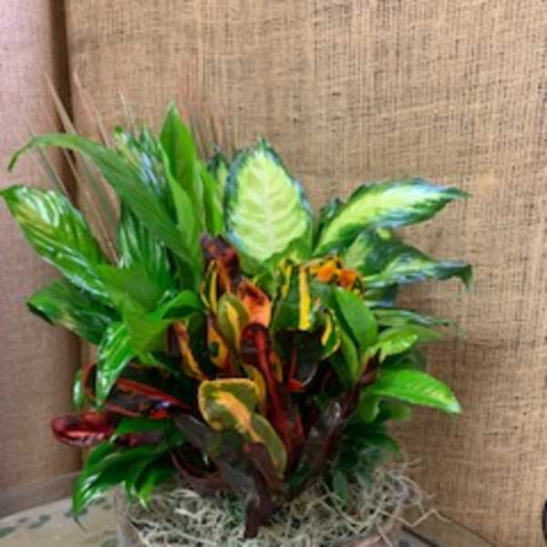 Potted tropical plant with variegated leaves in a decorative bowl