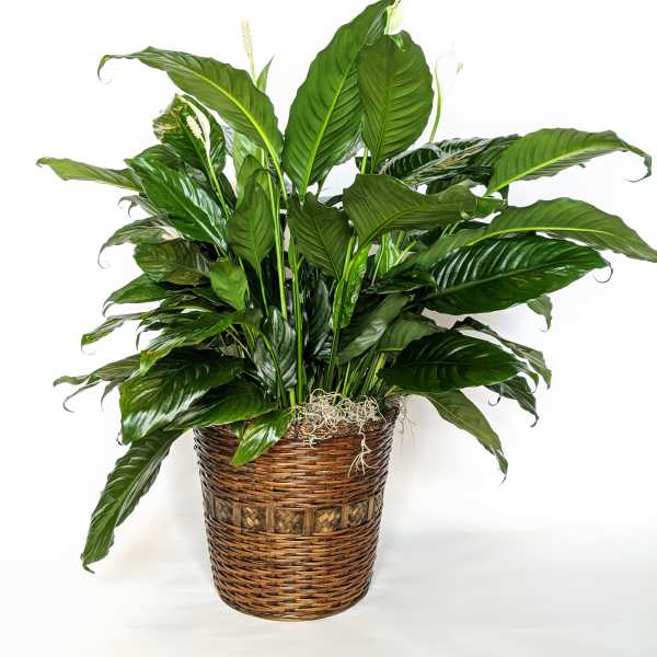 Potted peace lily plant in a woven basket