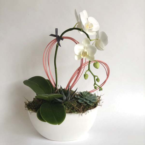 White orchid arrangement in a white pot with succulents and a pink wire heart