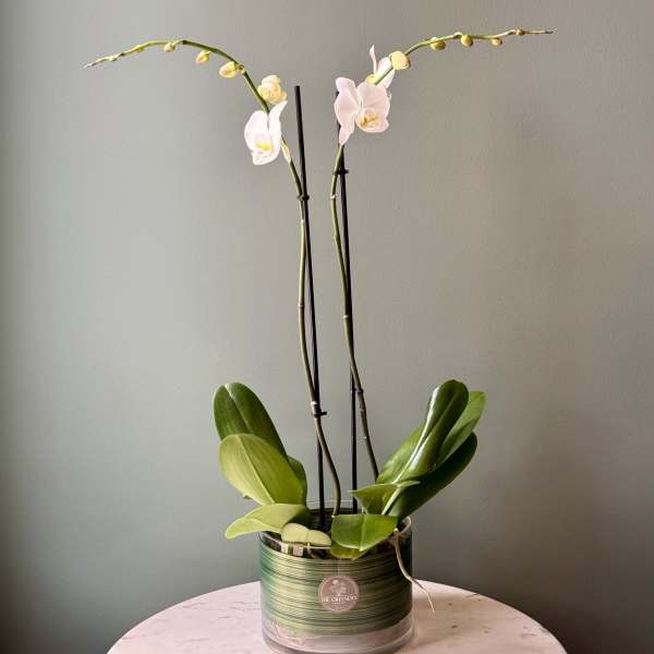 White phalaenopsis orchid plant with two tall blooming stems in a low glass pot