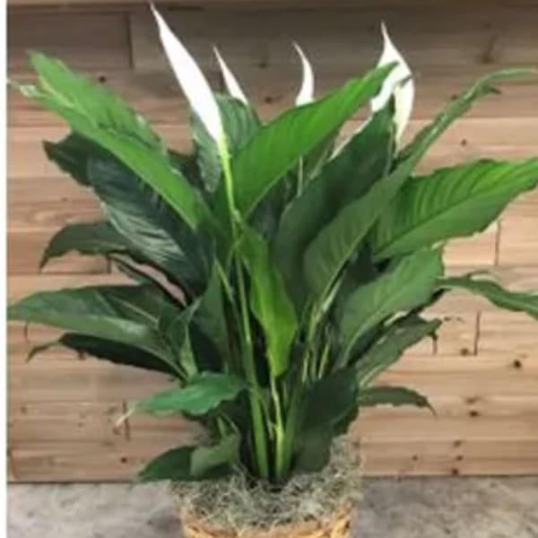 Potted green houseplant in a woven basket planter