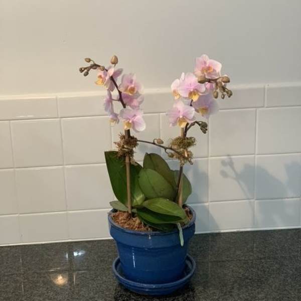 Potted orchid plant with pale pink blooms in a blue ceramic pot