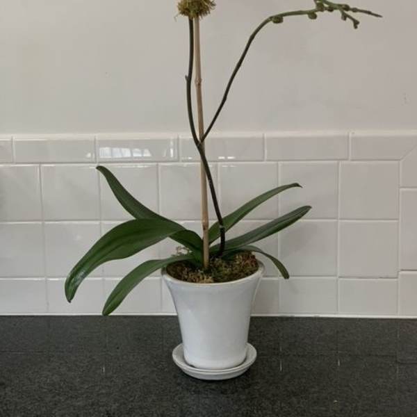 White orchid plant in a white pot with a saucer