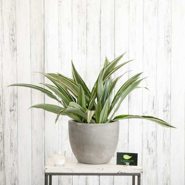 Potted variegated green plant in a gray container on a small table