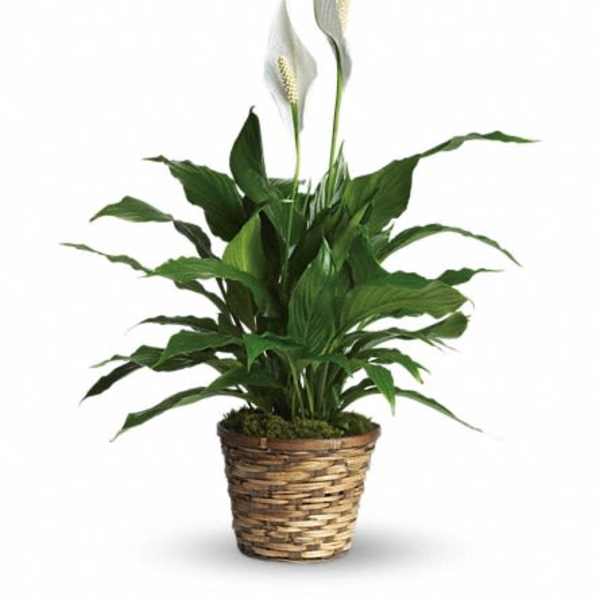 Potted peace lily plant with white blooms in a woven basket