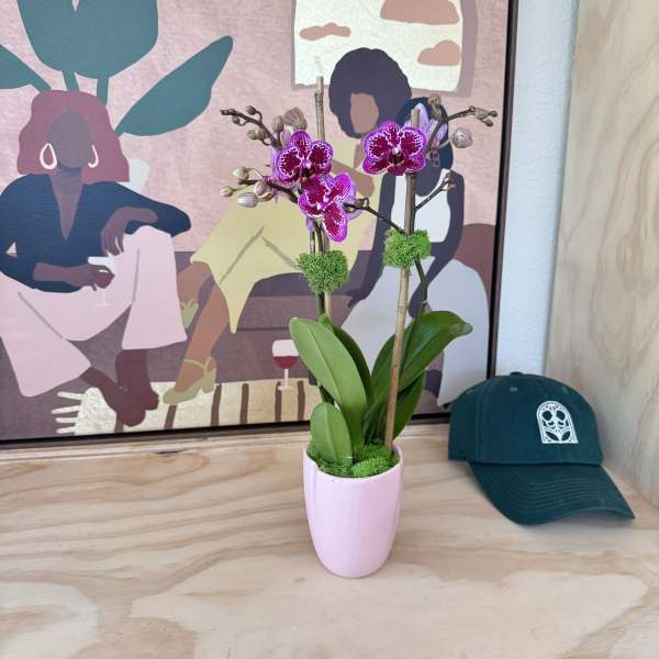 Potted orchid with magenta blooms in a pink vase