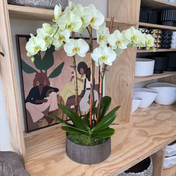 Potted white orchid arrangement in a gray container