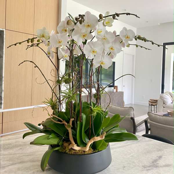 White orchid arrangement in a low gray planter