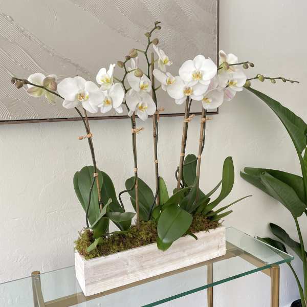 White orchids arranged in a rectangular wooden planter