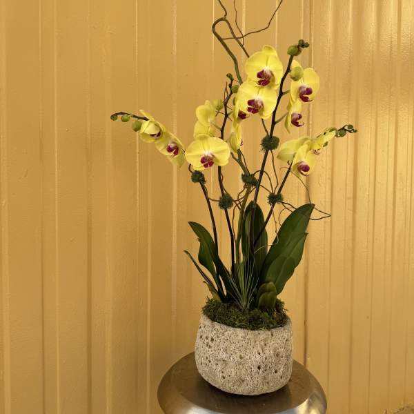 Yellow orchids in a textured stone planter