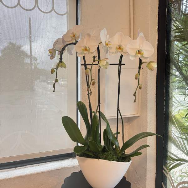 White orchid plant in a white ceramic pot on a small table