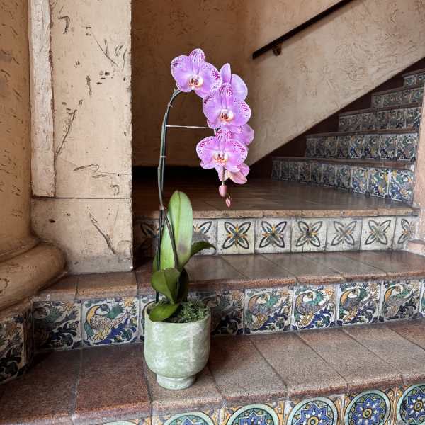 Potted pink orchid with a single arching stem