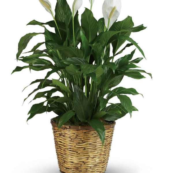 Potted peace lily plant with white blooms in a woven basket