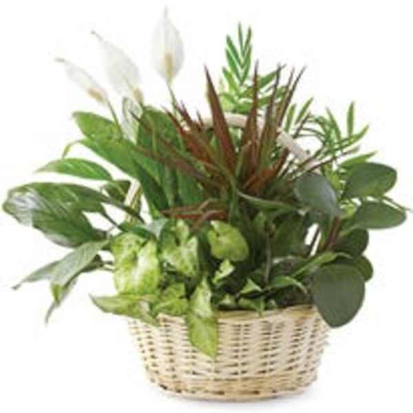 Mixed green houseplants arranged in a wicker basket