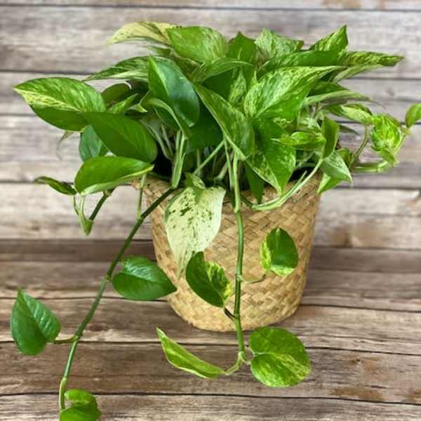 Pothos 'Marble Queen'