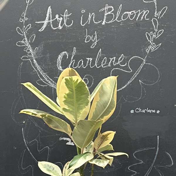 Variegated potted rubber plant in a white textured pot