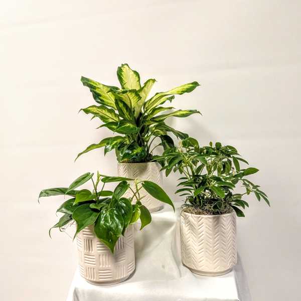 Three potted green houseplants in white ceramic planters on a draped table