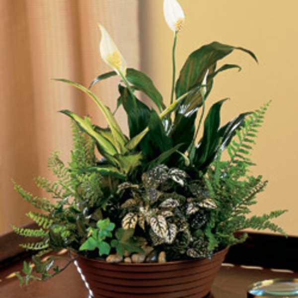 Potted peace lilies with white blooms and mixed foliage in a low brown container