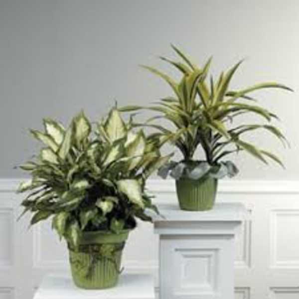 Two potted variegated houseplants on white pedestals