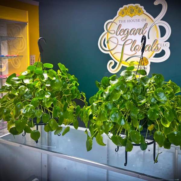 Two hanging potted plants with round green leaves on a counter