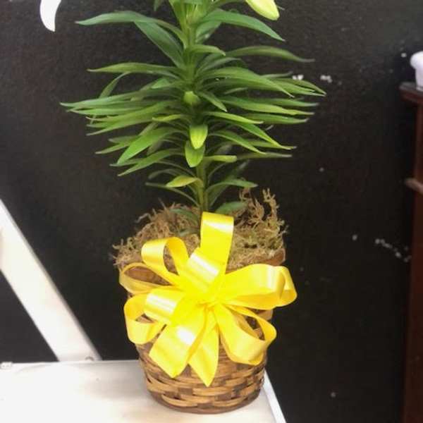 Potted white lily plant in a small woven basket decorated with a bright yellow bow