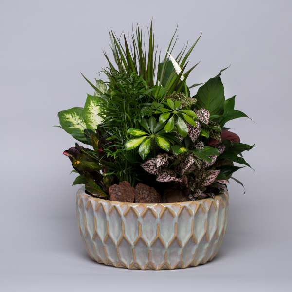Mixed potted houseplants in a decorative ceramic planter