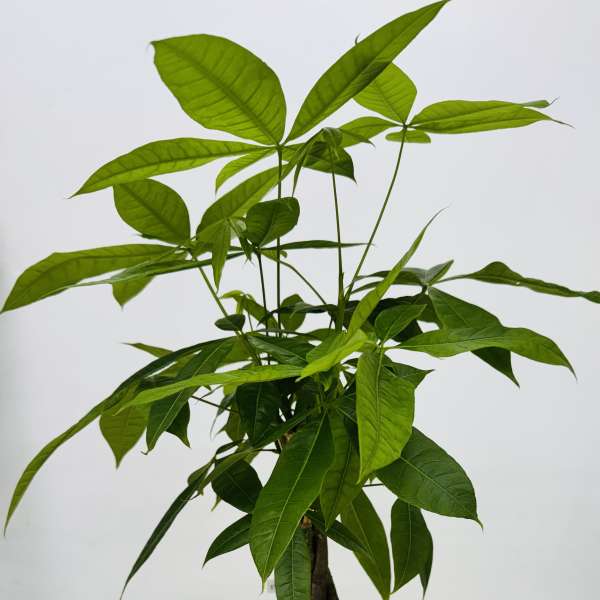 Potted green houseplant with long pointed leaves in a white decorative pot