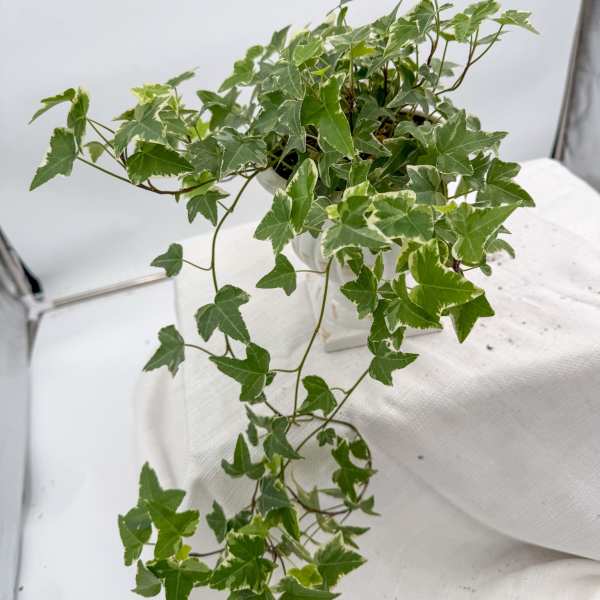 English Ivy Variegated