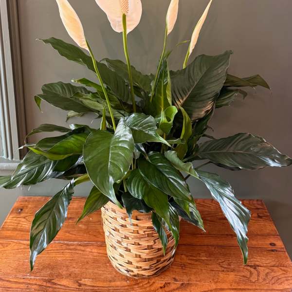 Potted peace lily with white blooms in a woven basket