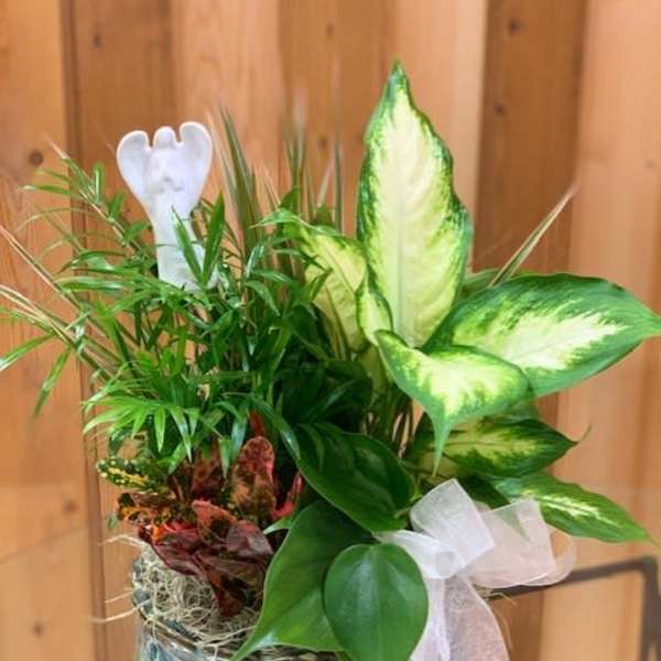 Potted green plant arrangement in a glass bowl with a white ribbon