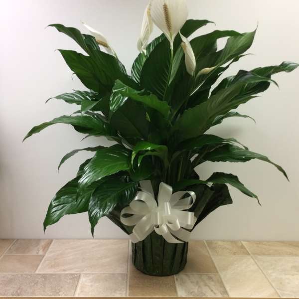 Potted peace lily with white blooms and a white ribbon bow