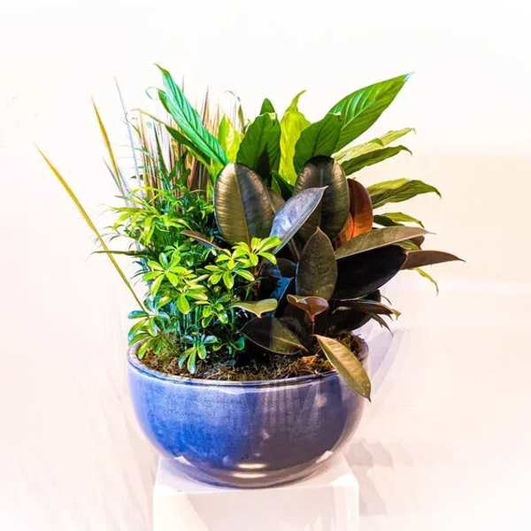 Mixed potted plants in a blue ceramic bowl