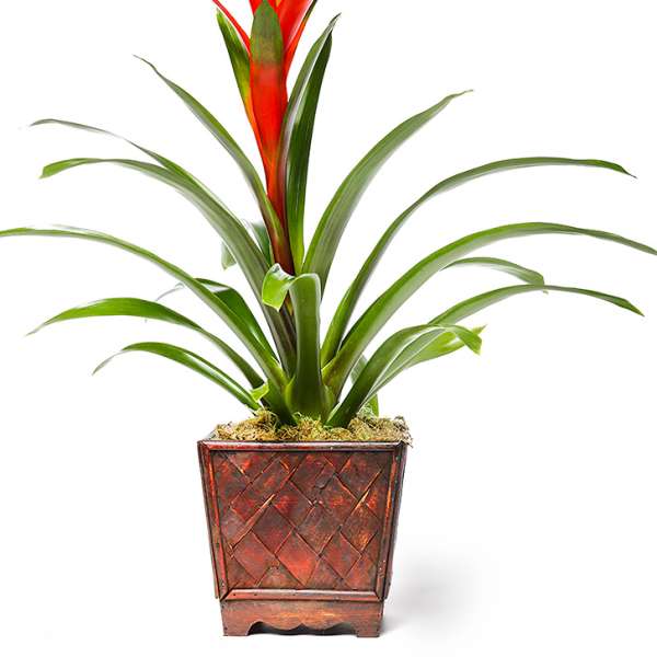 Potted bromeliad plant with red-orange blooms in a decorative square planter