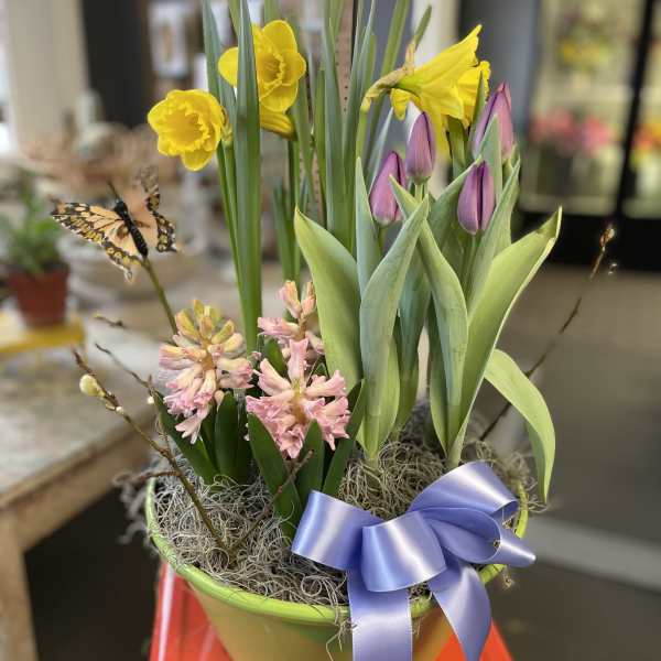 Potted spring arrangement with yellow daffodils, purple tulips, and pink hyacinths